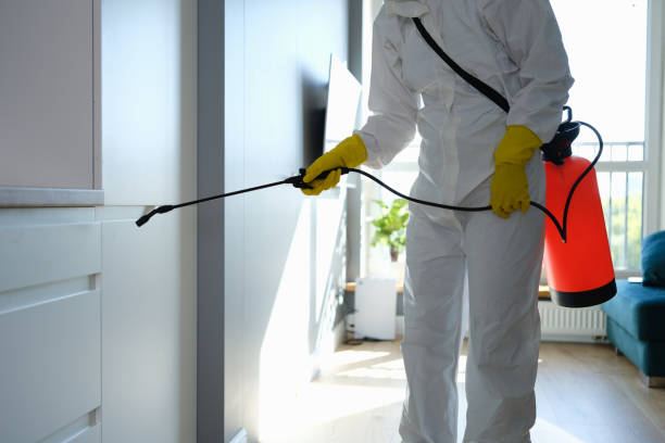 Best Affordable Mold Removal  in London, CA