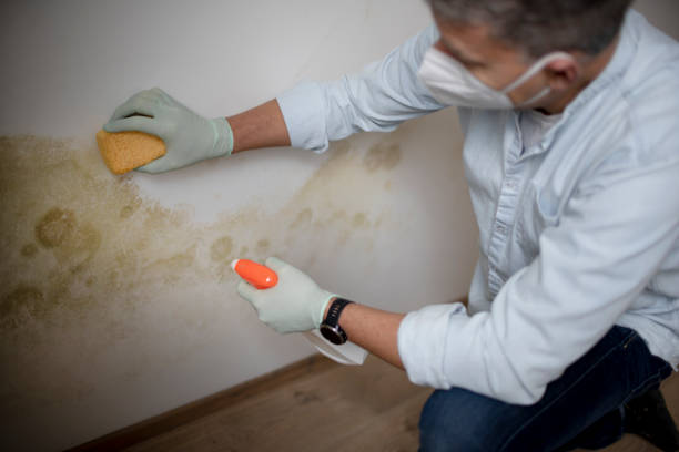 Best Commercial Mold Removal  in London, CA