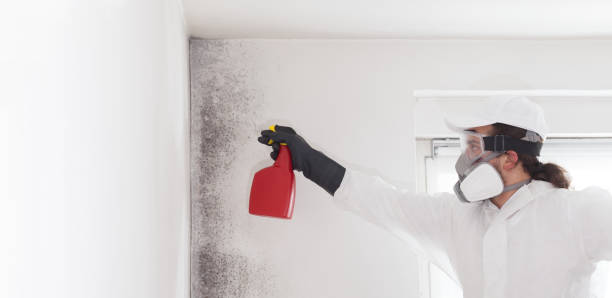 Best Crawl Space Mold Removal  in London, CA