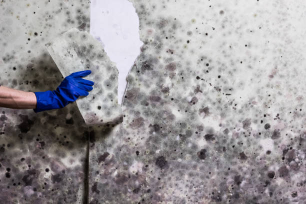 Best Commercial Mold Removal  in London, CA