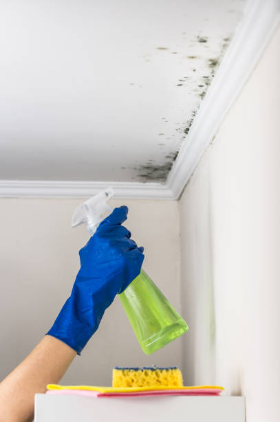 Reliable London, CA Mold Removal Solutions