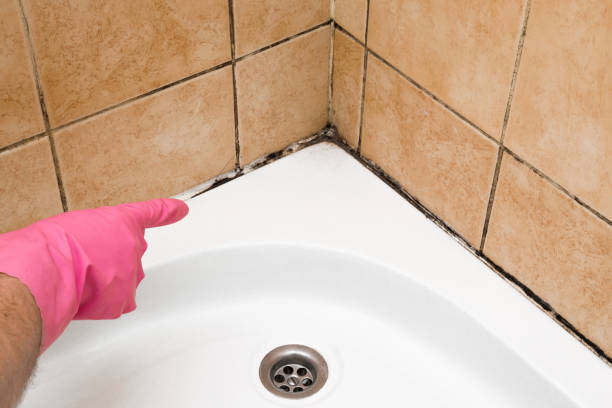 Best Fast Mold Removal  in London, CA