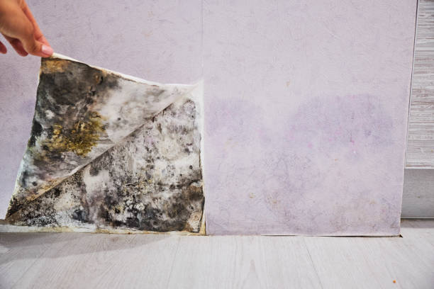 Best Local Mold Removal Service  in London, CA